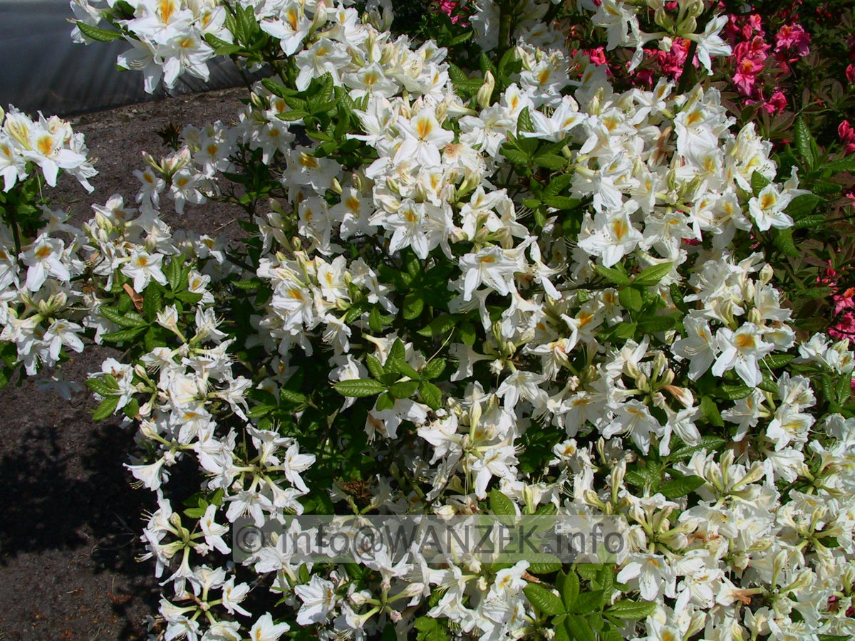 Azalea knaphill Persil 02.jpg